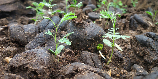 Enhance Spiritual Practices with Natural Cow Dung Products