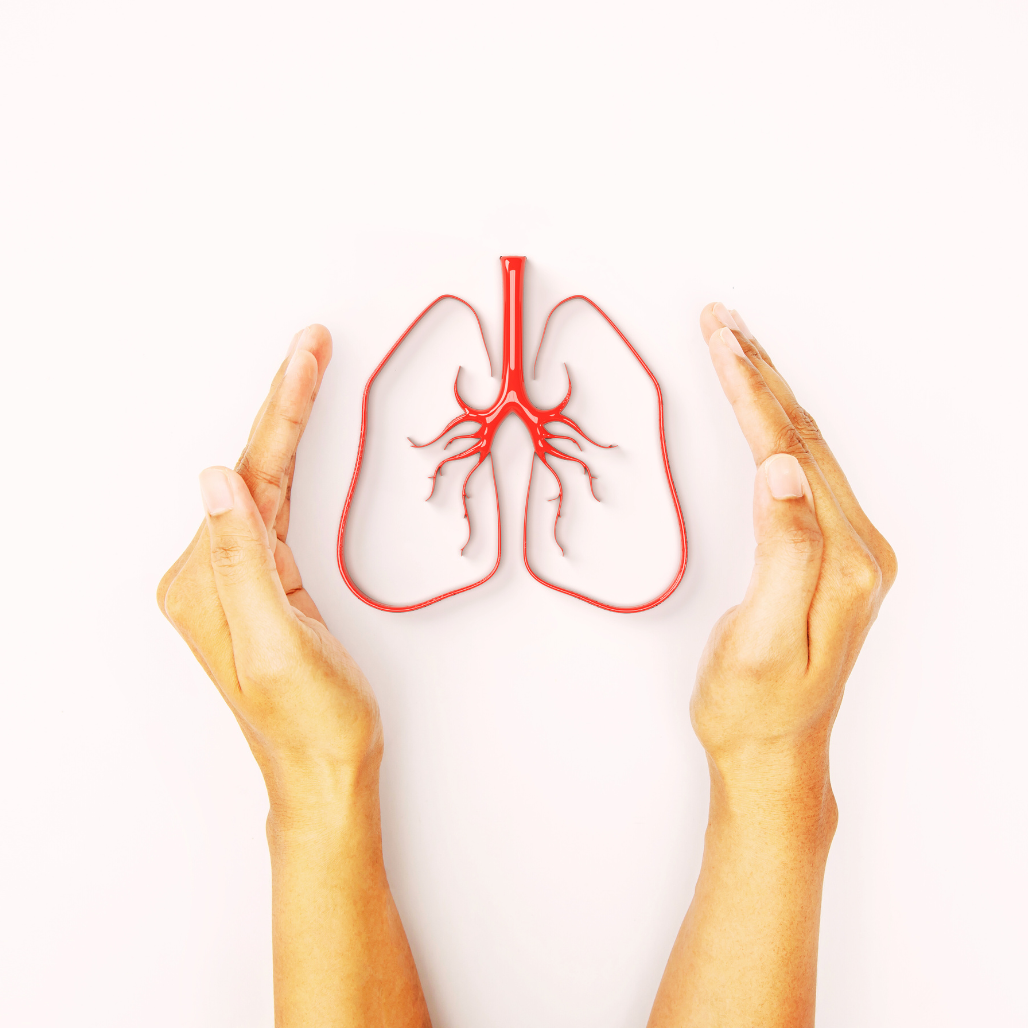 Herbal medicines for asthma and lungs related disorders. A dummy lung between two hands.