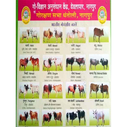 Gauvansh Breed Chart